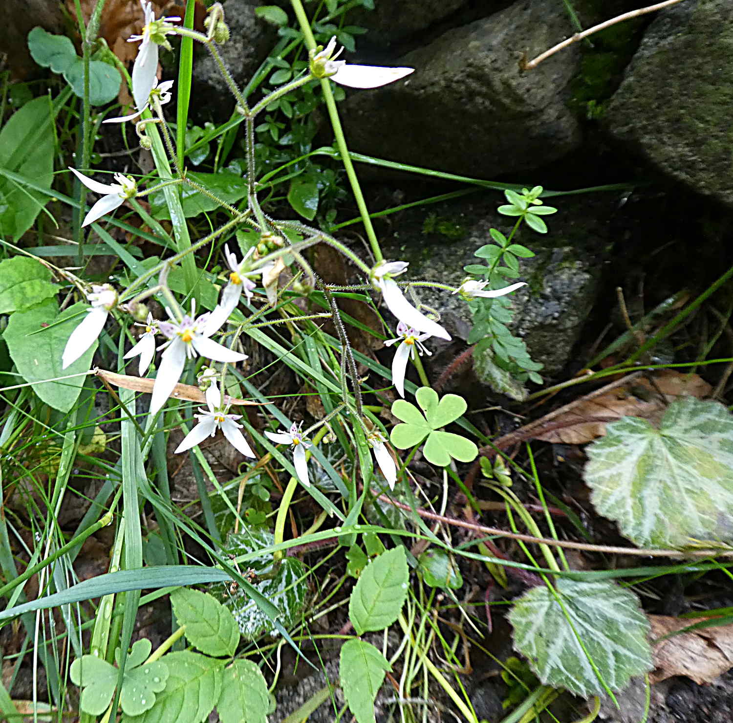 Saxifraga stolonifera  / Sassifraga stolonifera